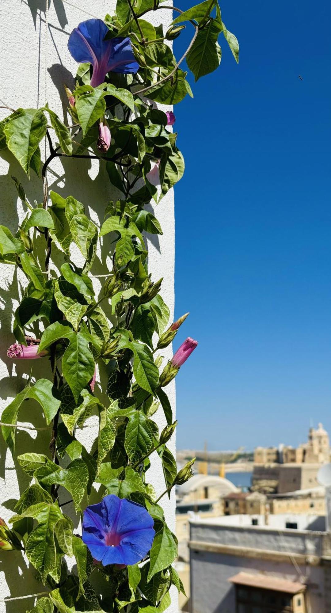 Bed and Breakfast Casa Maria Tereza Cospicua Exterior foto